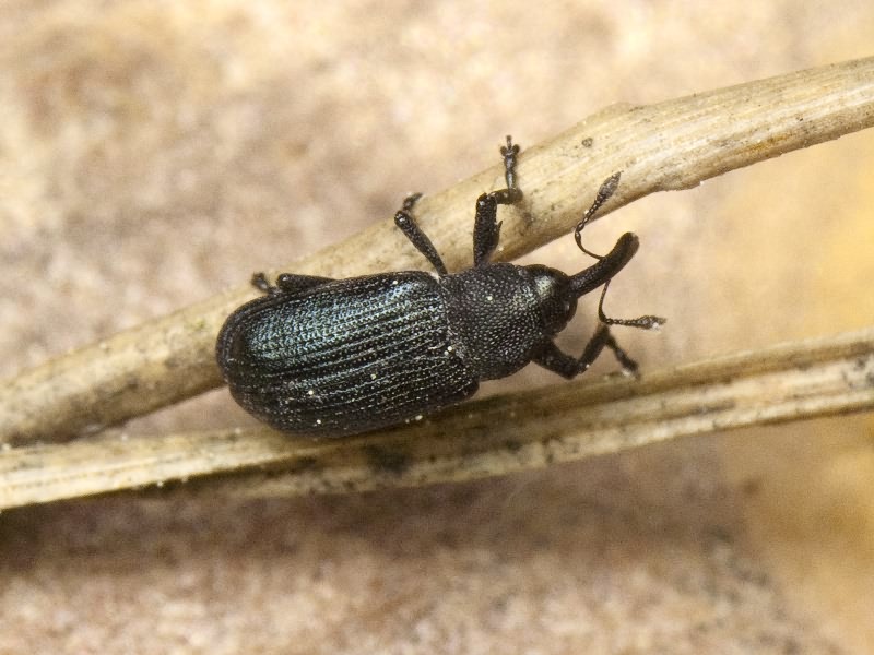 Magdalis (Magdalis) duplicata Germar, 1818